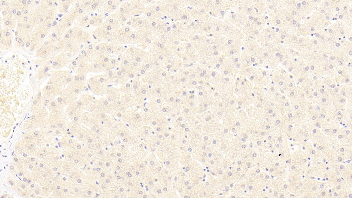 LRP-6 Antibody (C4)