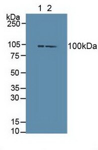 Dishevelled-3 Antibody