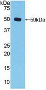 Dishevelled-3 Antibody