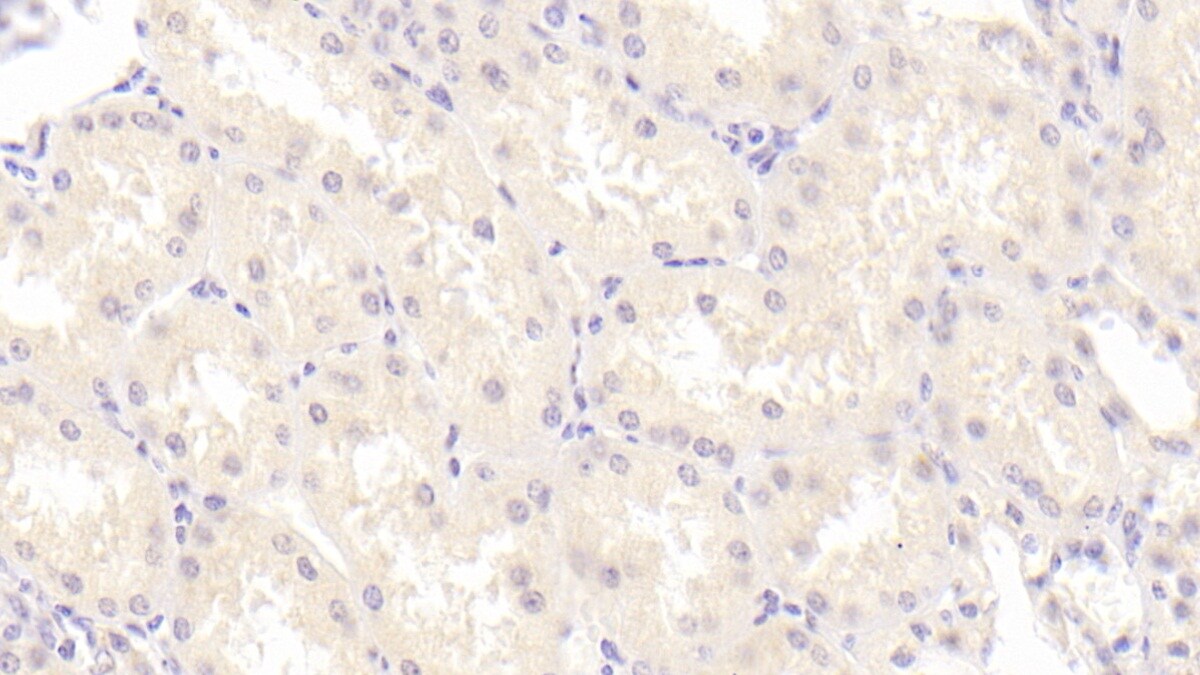NRG4 Antibody (E4)