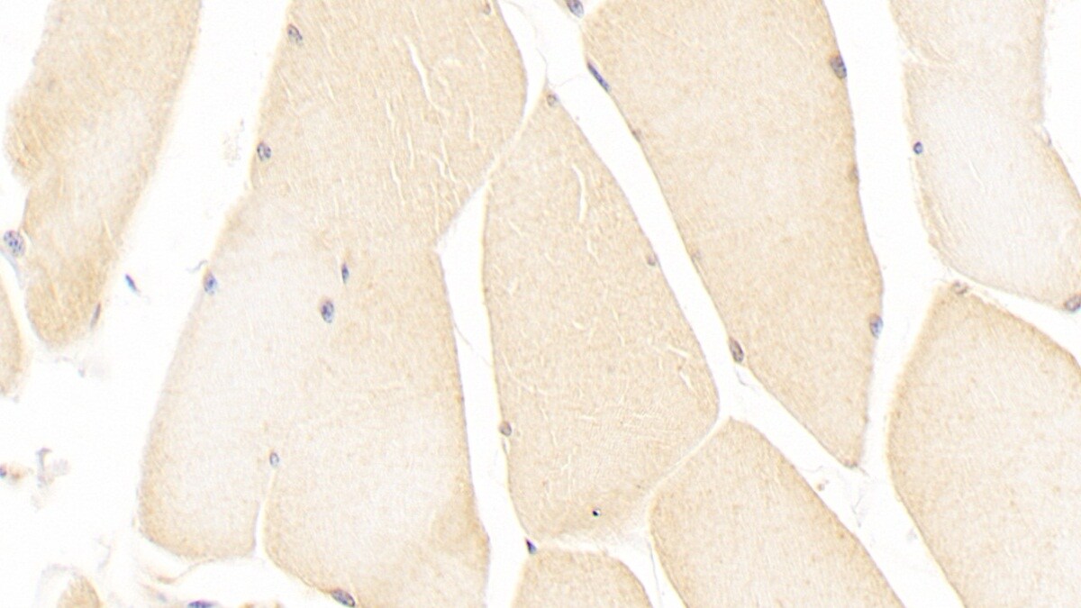 ISLR Antibody (C11)