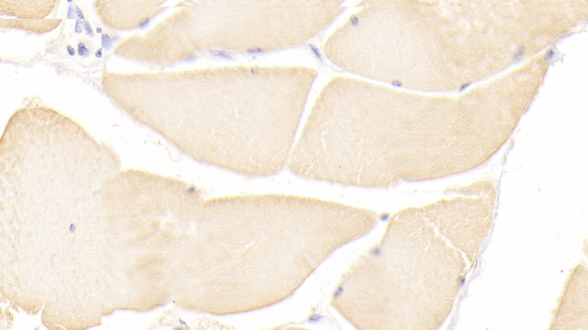 ISLR Antibody (C5)