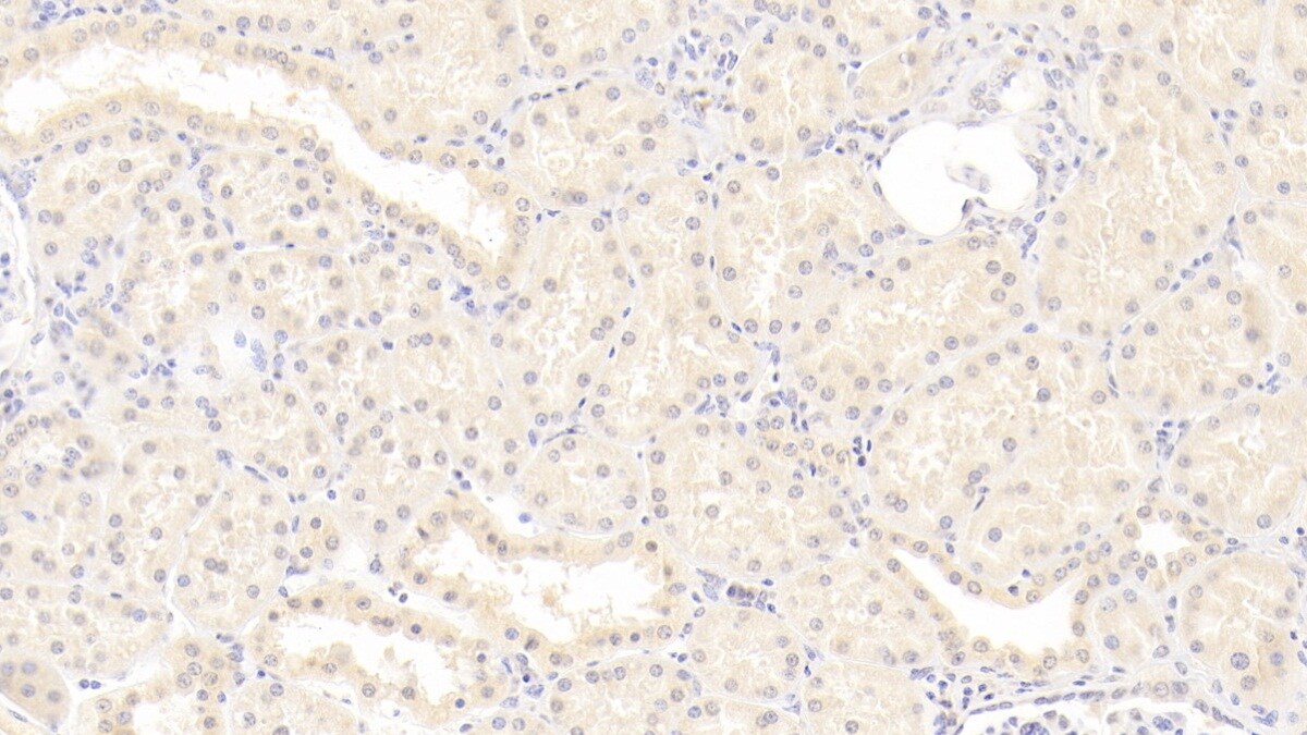 ISLR Antibody (C9)