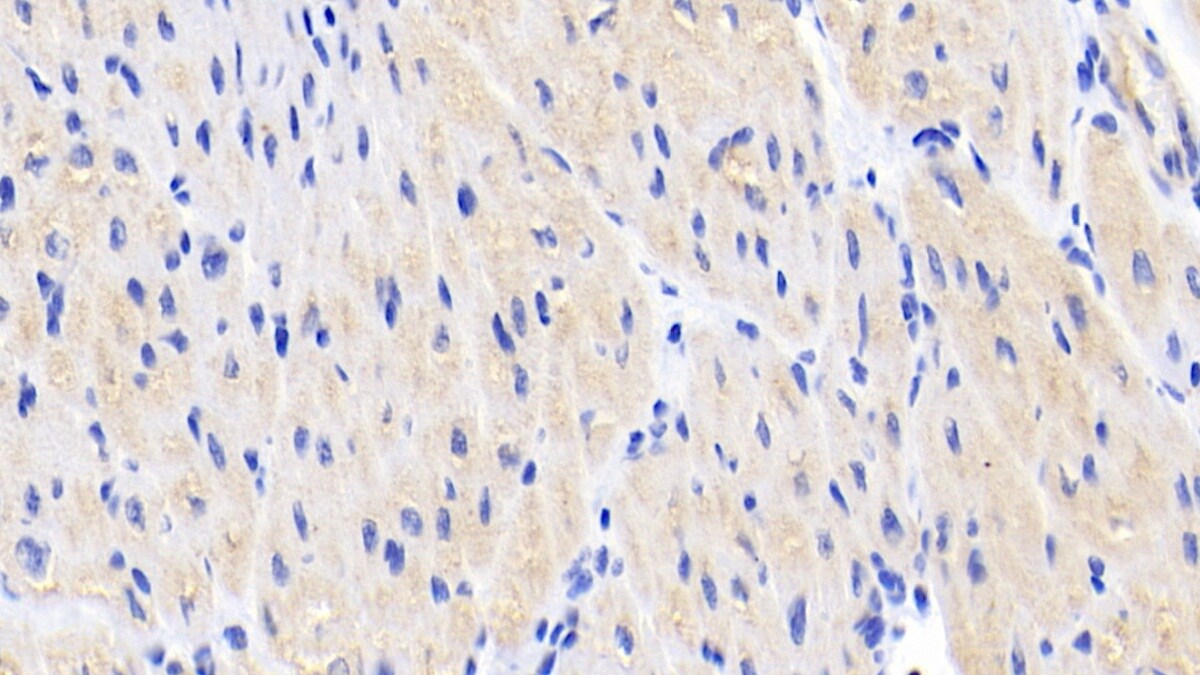 BAI3 Antibody (C2)