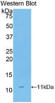 CD3 delta Antibody (2#)