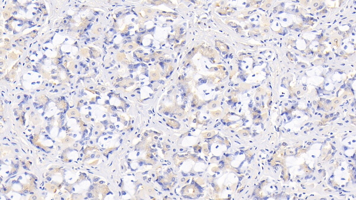 IL-29/IFN-lambda 1 Antibody (C5)