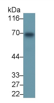 PADI4 Antibody (C17)