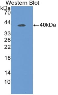 DEFB119 Antibody