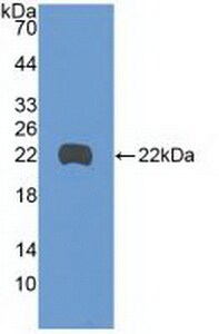 MYD118 Antibody