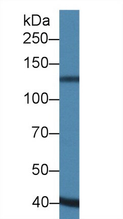 ADAMTS19 Antibody