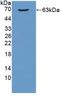 B3GALT5 Antibody