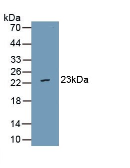 VWA5B2 Antibody