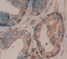 ADAMTS16 Antibody