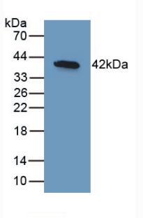 BMP-10 Antibody (A1)