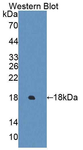 ECRG4 Antibody