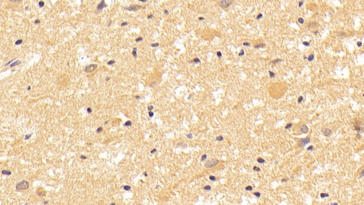Wnt-7b Antibody