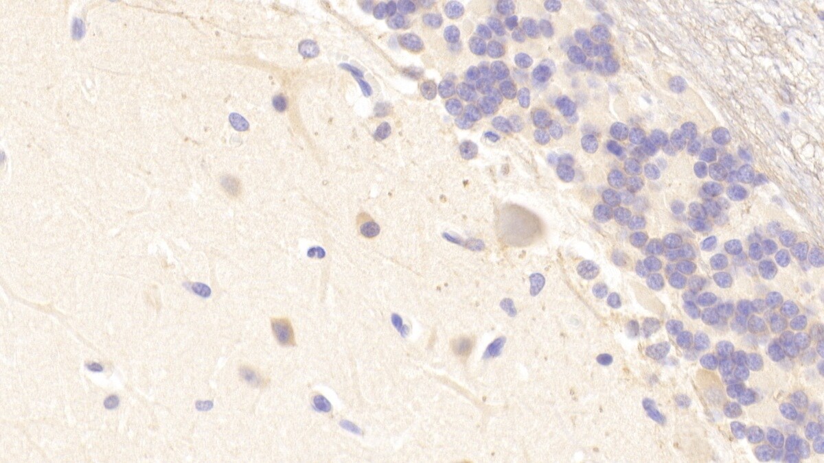 MXRA5 Antibody