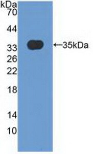 MXRA5 Antibody
