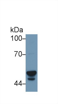 Cytochrome P450 3A7 Antibody
