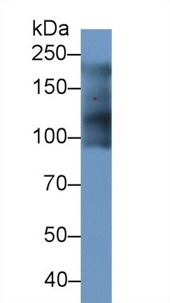 MYH7B Antibody