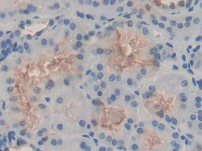 Adipolin/FAM132A Antibody