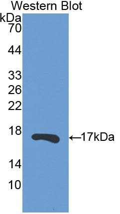 RNASE13 Antibody