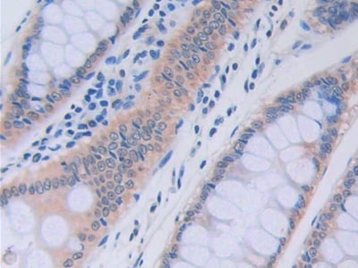 RNASE13 Antibody