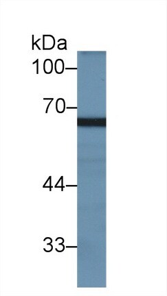 MX2 Antibody
