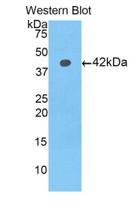 HIST1H2AD Antibody