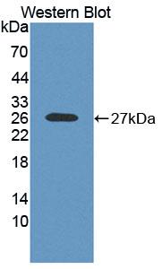 RNASE10 Antibody