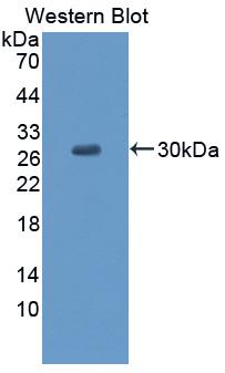 CCDC3 Antibody