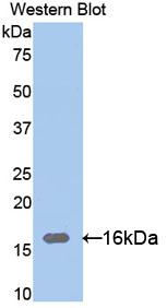 RNASE12 Antibody
