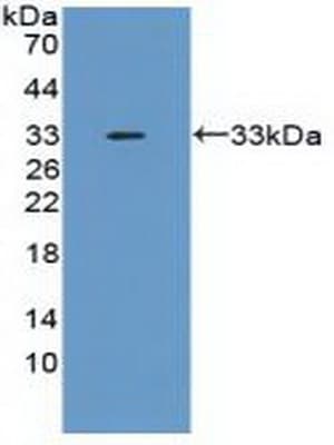 TSG-6 Antibody