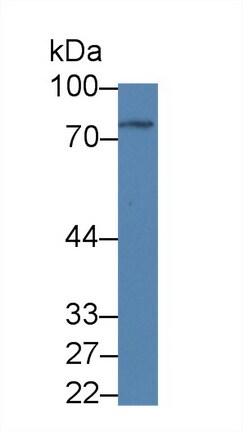 NCU-G1 Antibody