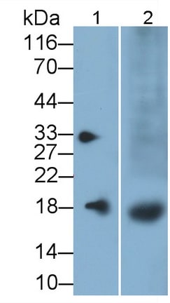 TAFA2/FAM19A2 Antibody