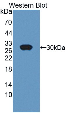 UCH-L4 Antibody