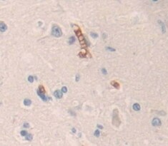 Contactin-6 Antibody