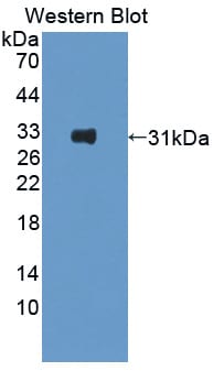 Contactin-6 Antibody