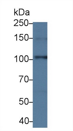 Contactin-6 Antibody