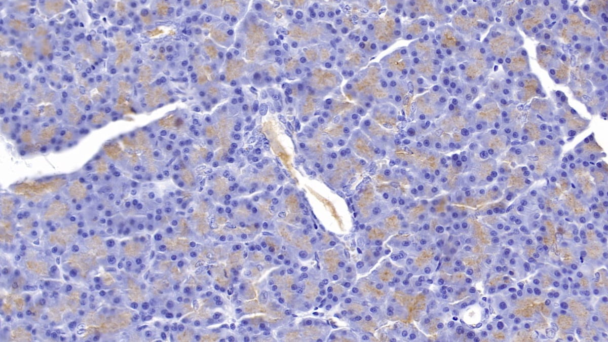 GP2 Antibody (C5)