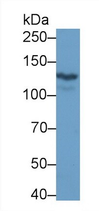 Ret Antibody (C1)