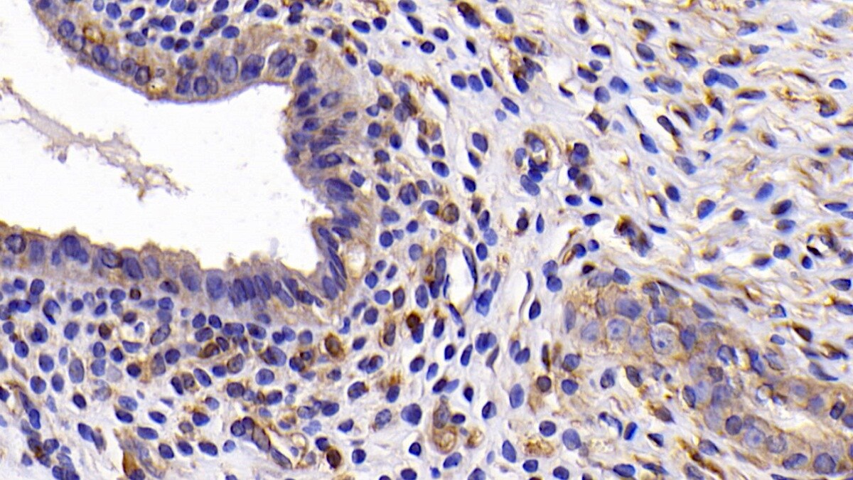 Bcl-xL Antibody (C4)