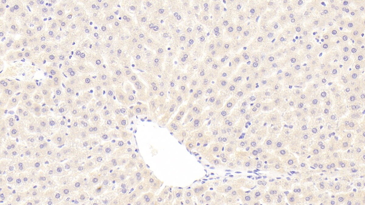 BMP-3 Antibody (C9)