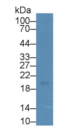 Relaxin-3 Antibody (D10)