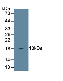 Relaxin-3 Antibody (D10)