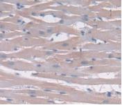 IL-24 Antibody (C1)