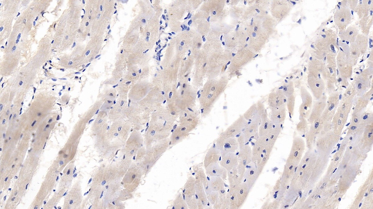 Wnt-4 Antibody (C1)