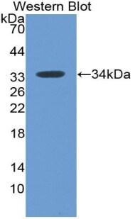 MxA/Mx1 Antibody (C4)