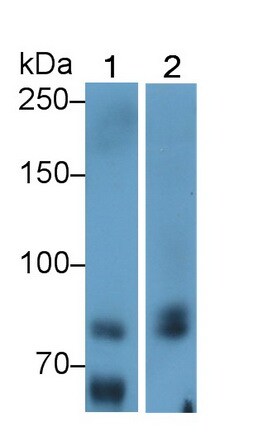 MxA/Mx1 Antibody (C4)