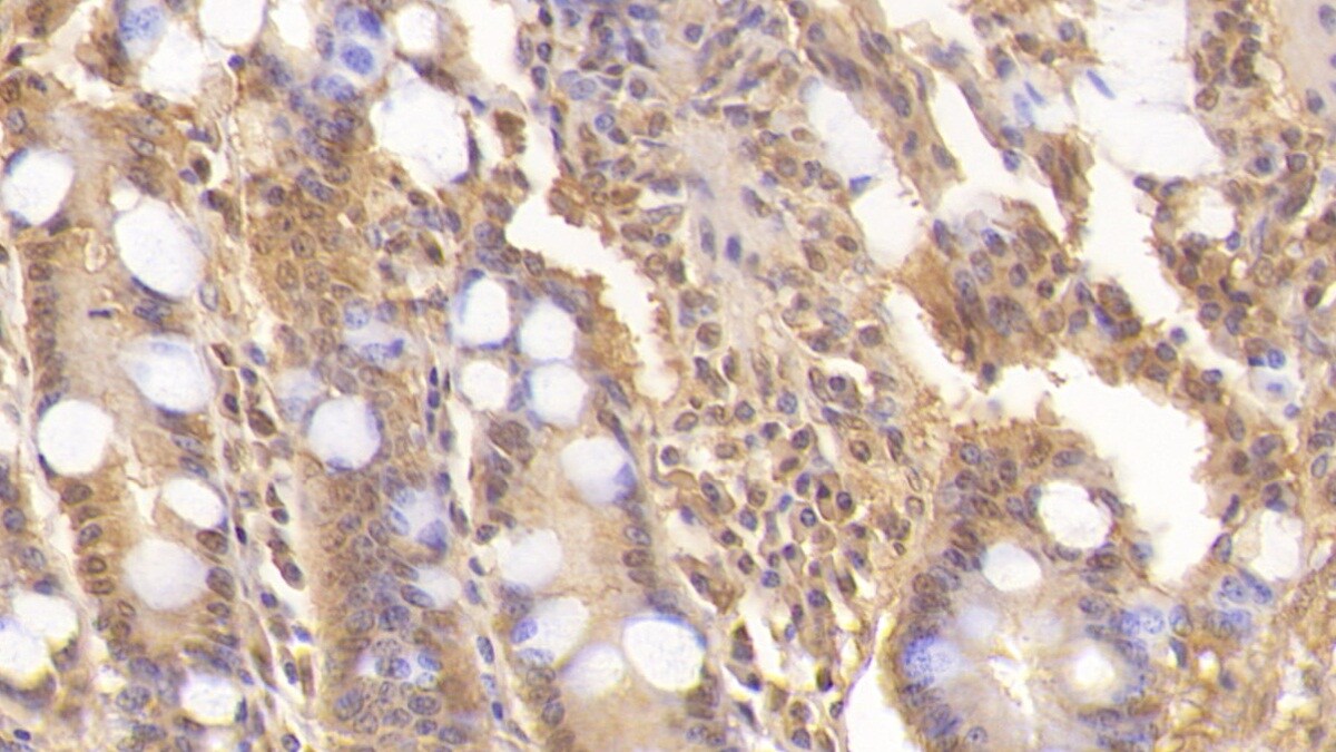 Wnt-3a Antibody (C2)